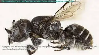 Scientist Discovers New Bee Species With Devil-Like HornsNames Her Lucifer