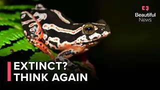 Scientist Rediscovers Extinct Frog In Zimbabwe After 50 Years