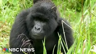 Scientist settles the viral 