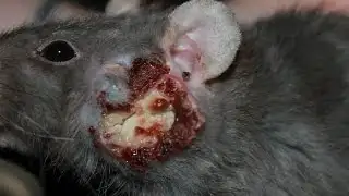 Scientists build digital rat brain