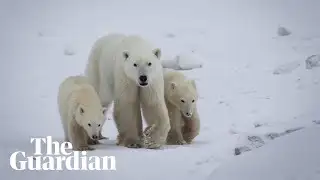 Scientists confirm rare instance of polar bear mother adopting a cub