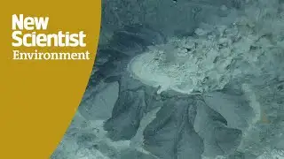 Scientists discover extinct organisms at the Borealis mud volcano