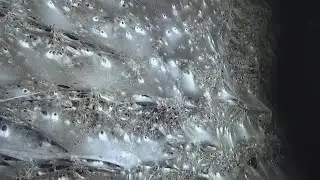 Scientists discover spider 