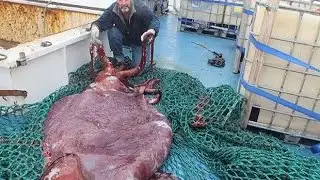 Scientists examine preserved giant squid