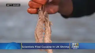 Scientists Find Cocaine In UK Shrimp