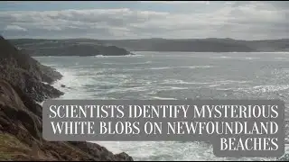 Scientists identify mysterious white blobs on Newfoundland beaches.