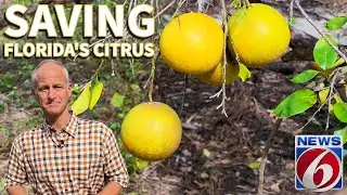 Scientists race to save Florida orange juice, citrus industry