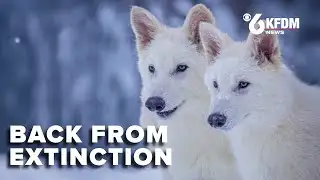 Scientists reveal genetically engineered wolves like the extinct dire wolf