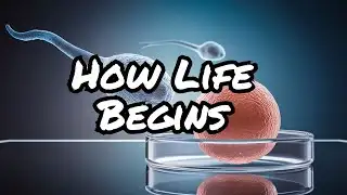 Scientists Reveal How Seed and Egg Fuse Like a Lock and Key!