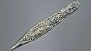 Scientists Revived a 24,000 Year Old Animal - Here