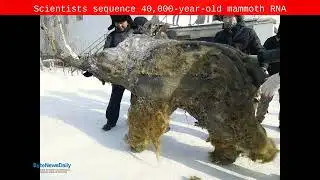 Scientists sequence 40,000-year-old mammoth RNA - Byte News Daily