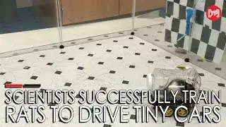 Scientists successfully train rats to drive tiny cars