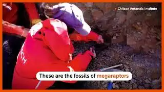 Scientists unearth megaraptor fossils in Chile