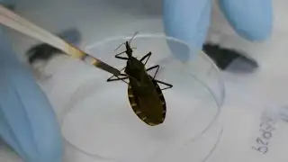 Scientists Warn About Chagas Disease Spread by Kissing Bugs