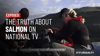 Scottish salmon farming exposed on national TV