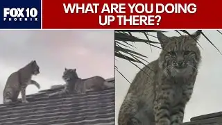 Scottsdale resident captures rooftop bobcat sighting | FOX 10 Phoenix
