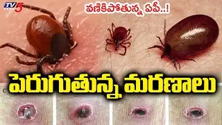 Scrub typhus positive cases increasing in AP : ఏపీలో పెరుగుతున్న మరణాలు..! | TV5 News