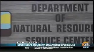 Sean Duffy on Gray Wolf Delisting  - WEAU