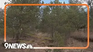 Search underway for 3rd mountain lion after suspected attack in Larimer County