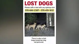 Search underway for missing dogs in Clinton County