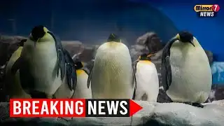 SeaWorld Orlando Welcomes Rare Emperor Penguins in Historic First