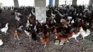 Second wind for Imran