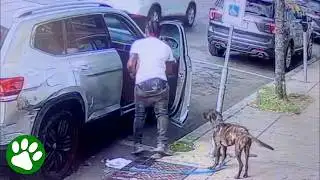 Security camera captures heartbreaking moment dog is abandoned