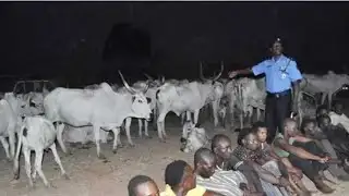 Security Update- Police Arrest 4 Suspected Bandits, Recover 65 Cows