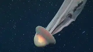 See jellyfish size of a 