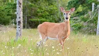 Senate OKs bill to lift deer baiting ban
