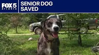 Senior dog rescued with help from firefighters | FOX 5 News