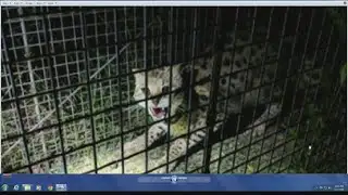 Serval cat found