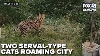 Serval-type cats seen roaming in Baltimore