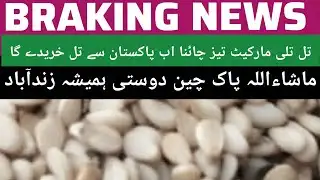 SESAME PRICE TODAY PAKISTAN// till tile rate 2025