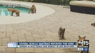 Several bobcats sightings reported this week