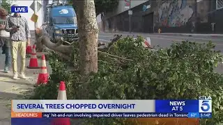 Several trees chopped down overnight in downtown L.A.
