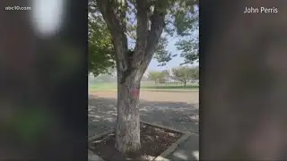Severed bear head found in a Stockton park tree
