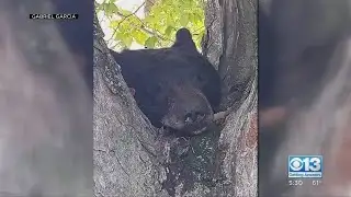Severed Bear Head Found In Stockton Tree