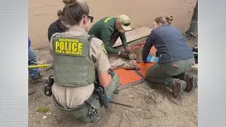 SF mountain lion captured