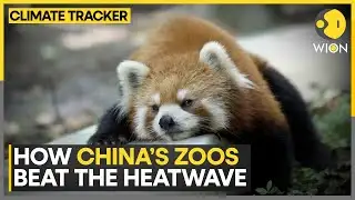 Shanghai Heatwave: Ice, Mist & AC for Suffering Animals | WION Climate Tracker