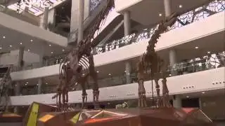Shanghai Natural History Museum re opens