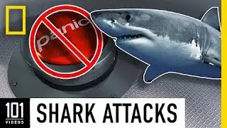 Shark Attacks 101 | National Geographic