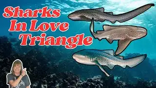 Shark Mating Secrets That Could Save a Species