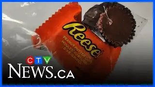 Sharp objects found in Halloween candy