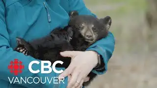 Shelter for orphaned bear cubs