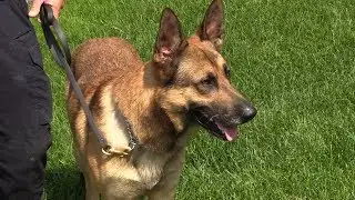 Sheriff’s Office Expanding K-9 Unit