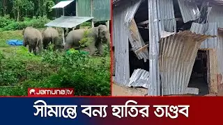সীমান্তে বেড়েছে হাতির আক্রমণ; আতঙ্কে কাঁচা ধান কাটছে কৃষক | Sherpur Elephant Attack | Jamuna TV
