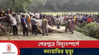 শেরপুরে প্রাণ গেল আরেকটি হাতির, মৃ