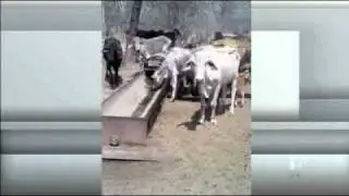 Shocking cattle deaths go unpunished