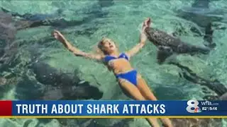Should you be concerned about shark attacks?